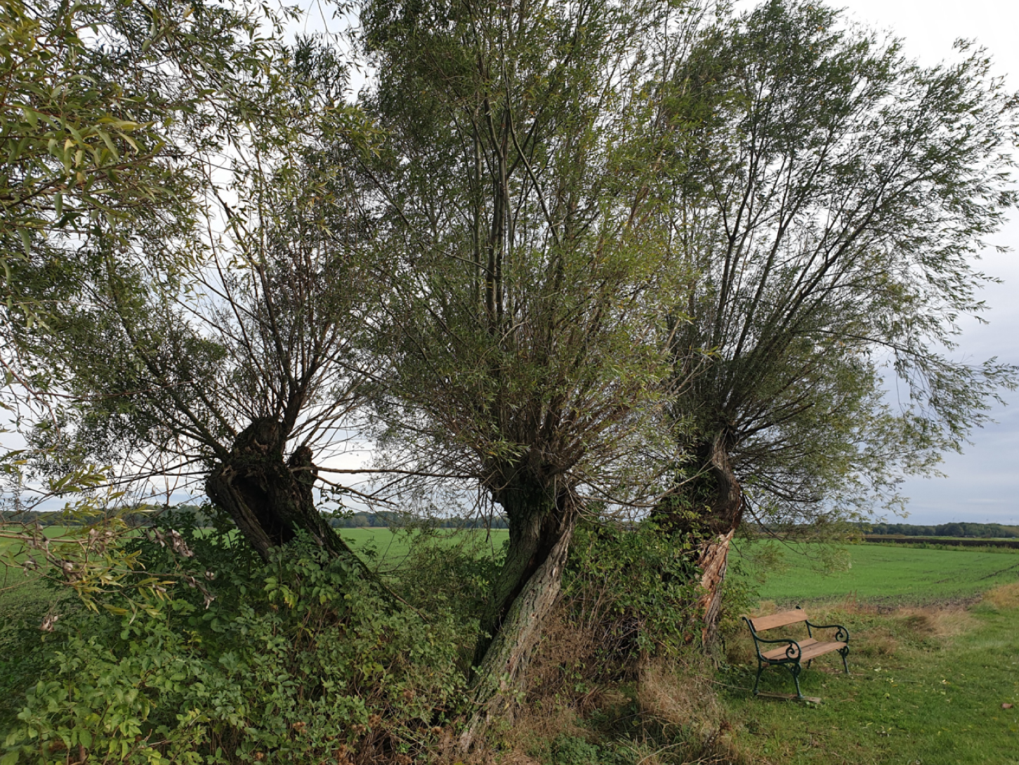 Kopfweiden, Fotos zur Verfügung gestellt von © Jennifer Hodosi und Plan&land