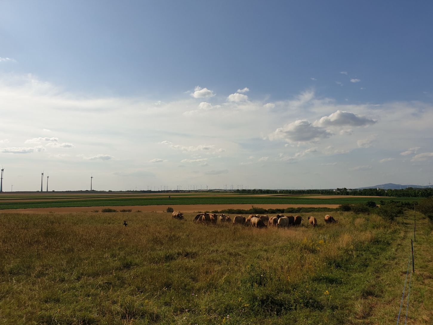 Hutweiden, Fotos zur Verfügung gestellt von © S. Tomasits, Plan&Land