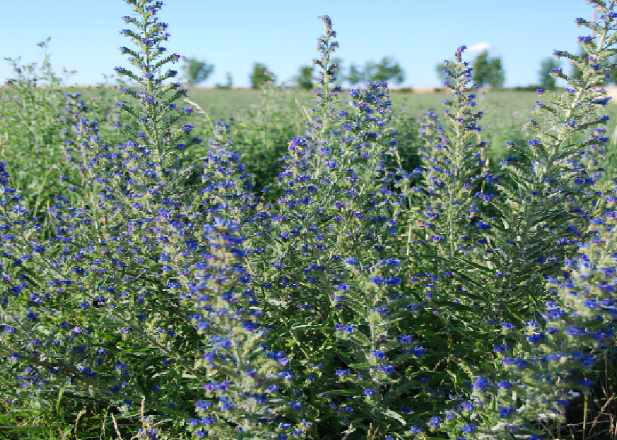 EXKURSION: Kreuzlacke und  Blumenwiese 25.05.2024